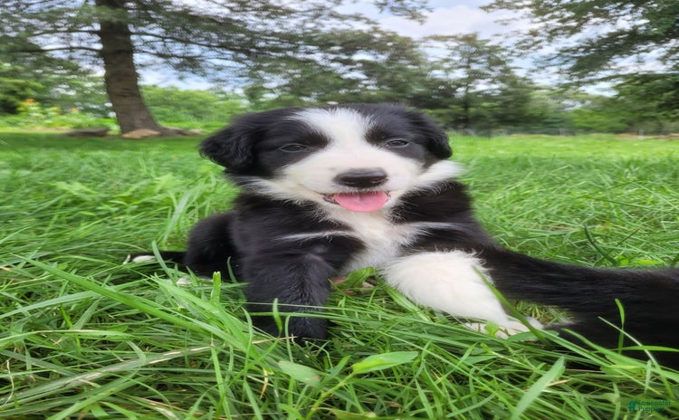 Border Collie dogs for sale - Ad 5