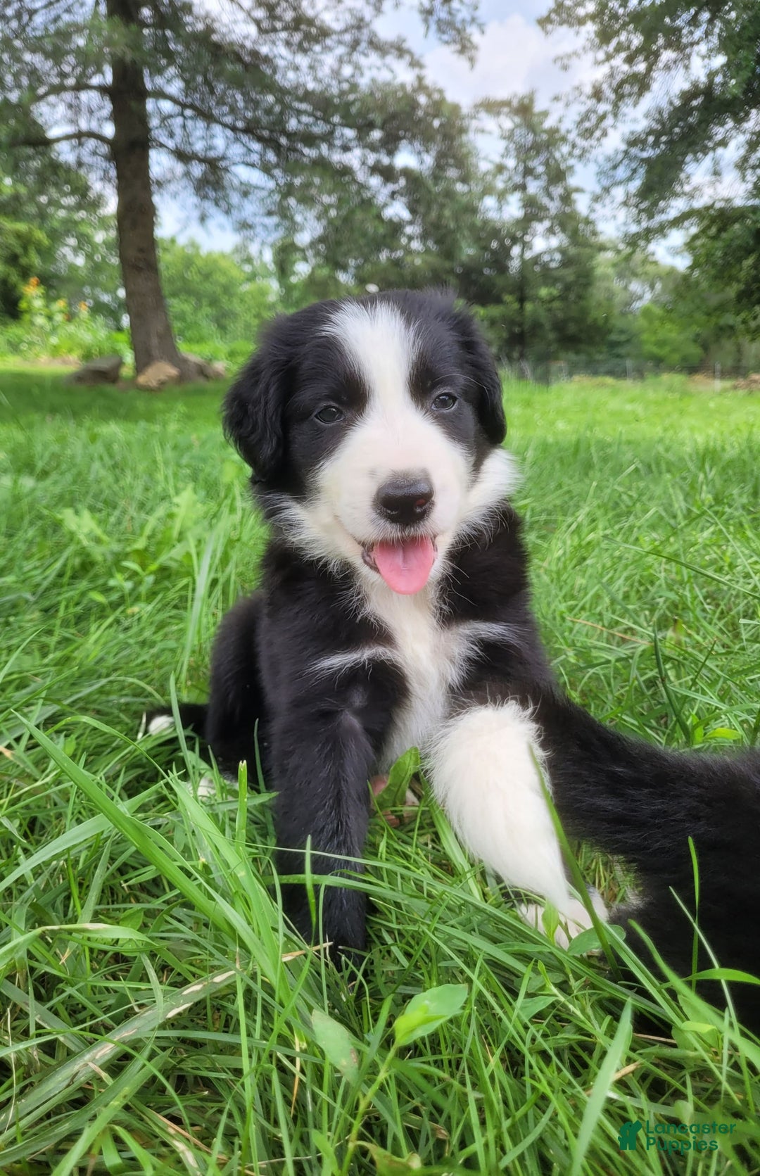 Border Collie dogs for sale: Bingo - Image 6
