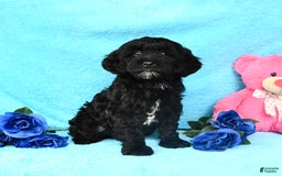 Shihpoo dogs for sale: Tulip - Image 2