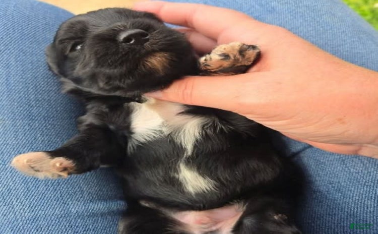 Miniature Schnauzer dogs for sale - Ad 2