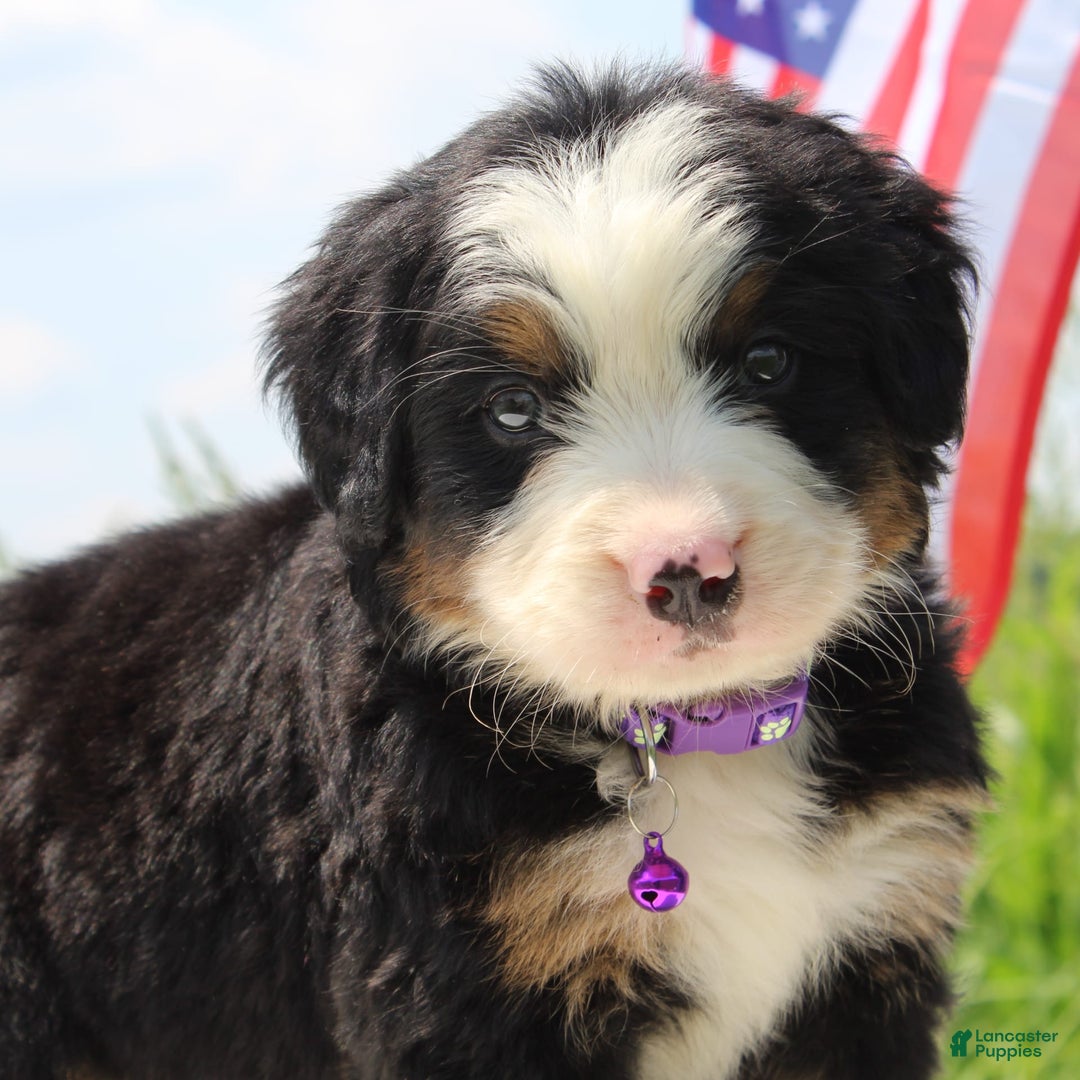 Bernese Mountain Dog dogs for sale: Wenka - Image 3