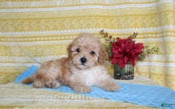Mini Goldendoodle dogs for sale: Lewis - Image 2