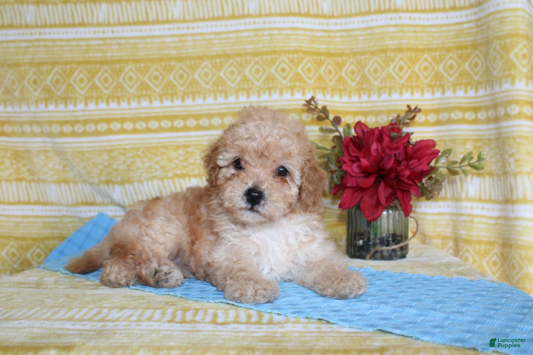 Mini Goldendoodle dogs for sale: Lewis - Image 2