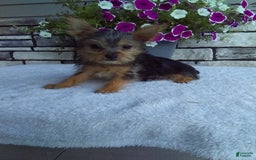 Yorkshire Terrier dogs for sale: Yorkshire Terrier 4 puppies - Image 1