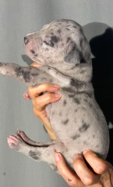 Great Dane dogs for sale: Louie - Blue Merle - Image 8