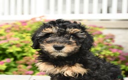 Miniature Poodle dogs for sale: Olive - Image 6
