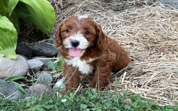 Cavapoo dogs for sale: Barbie - Image 18