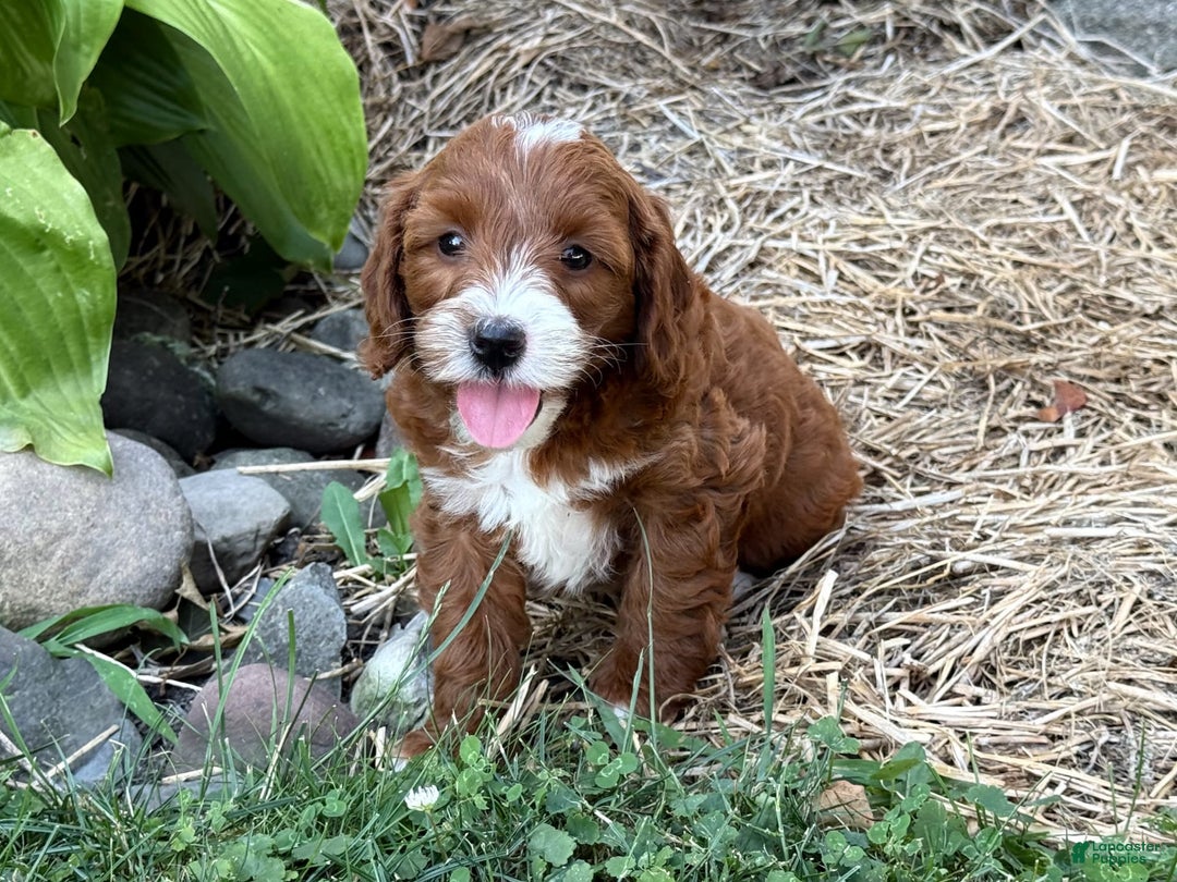 Cavapoo dogs for sale: Barbie - Image 18