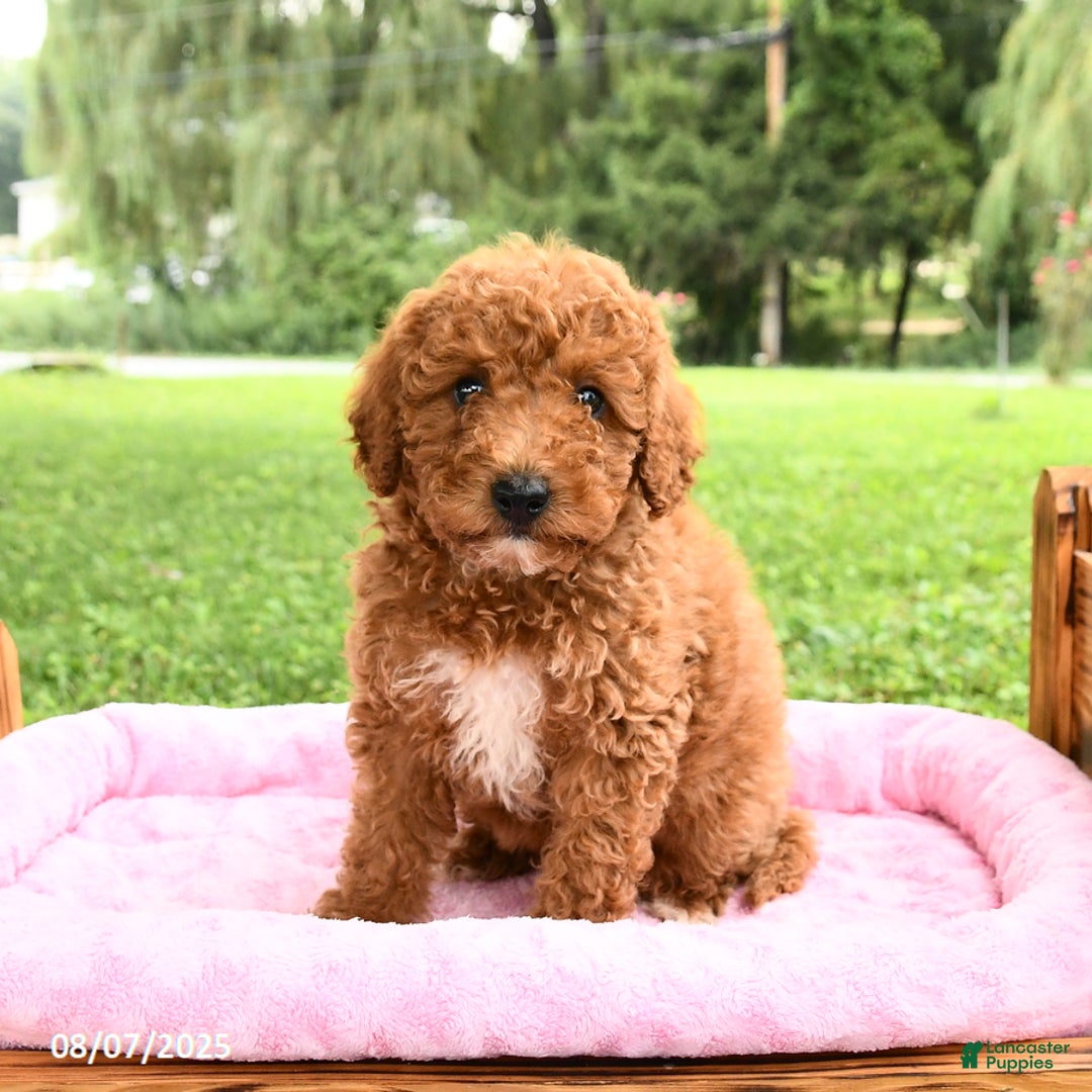 Miniature Poodle dogs for sale: Angel - Image 1