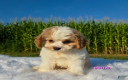 Cavapoo dogs for sale: Cavapoo 2 puppies - Image 5