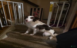 Border Collie dogs for sale: Vivy - Image 3