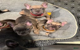 French Bulldog dogs for sale: Blessing - Image 17