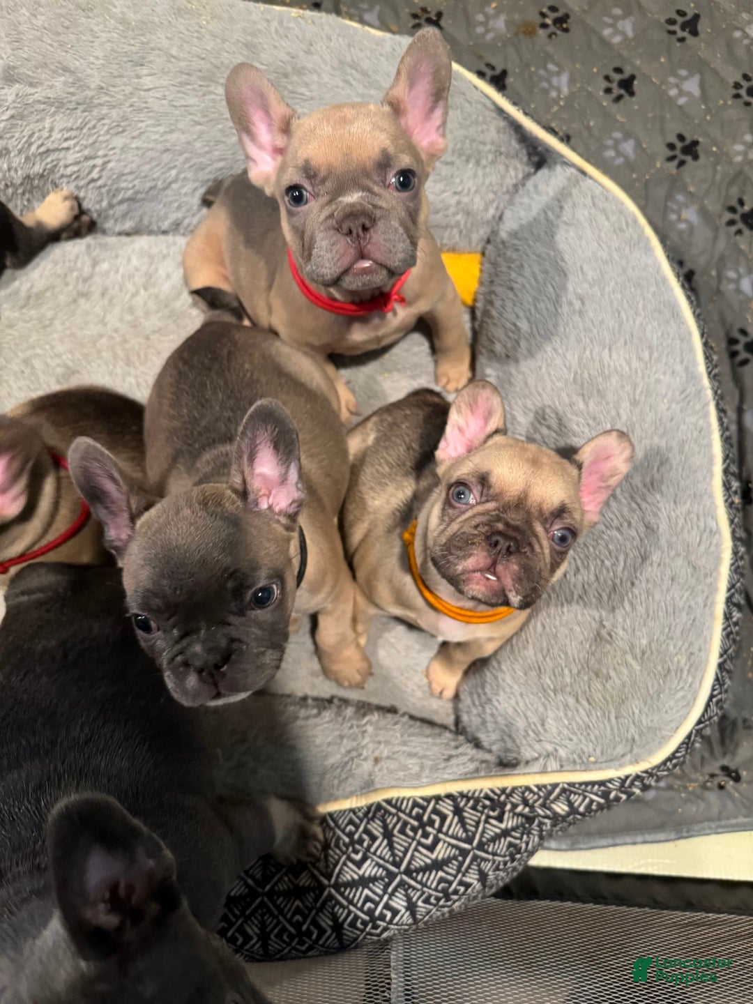 French Bulldog dogs for sale: Blessing - Image 17