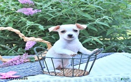 Chihuahua dogs for sale: Tina - Image 5