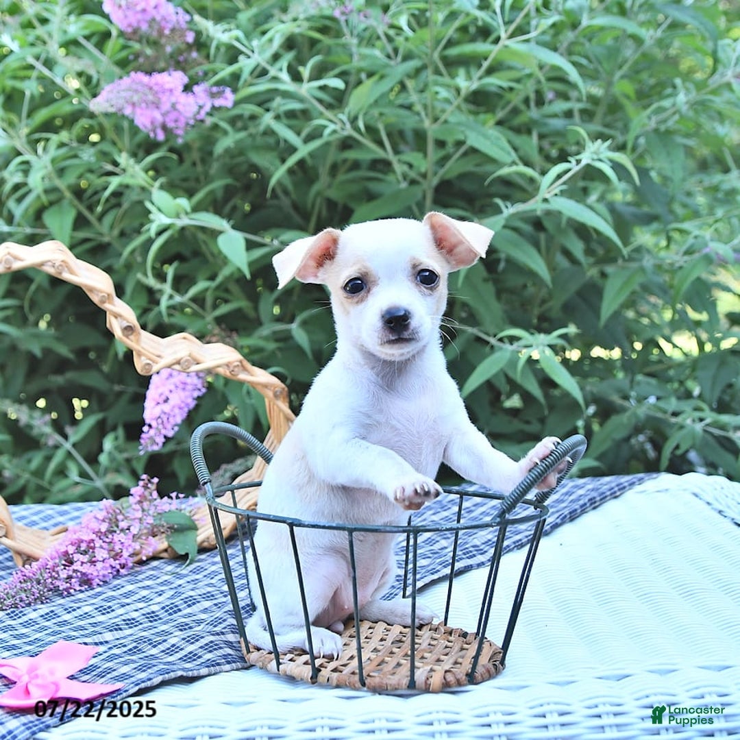 Chihuahua dogs for sale: Tina - Image 5