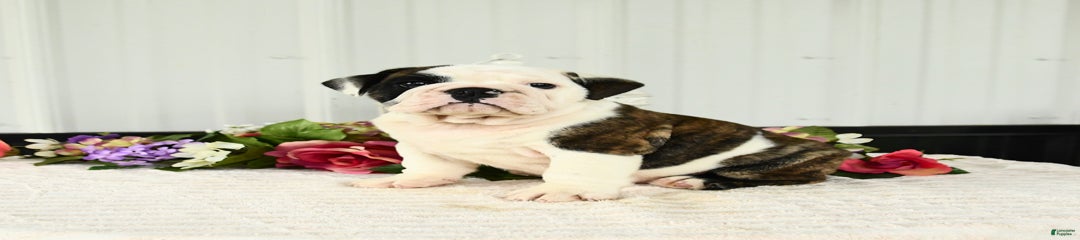 Daisy