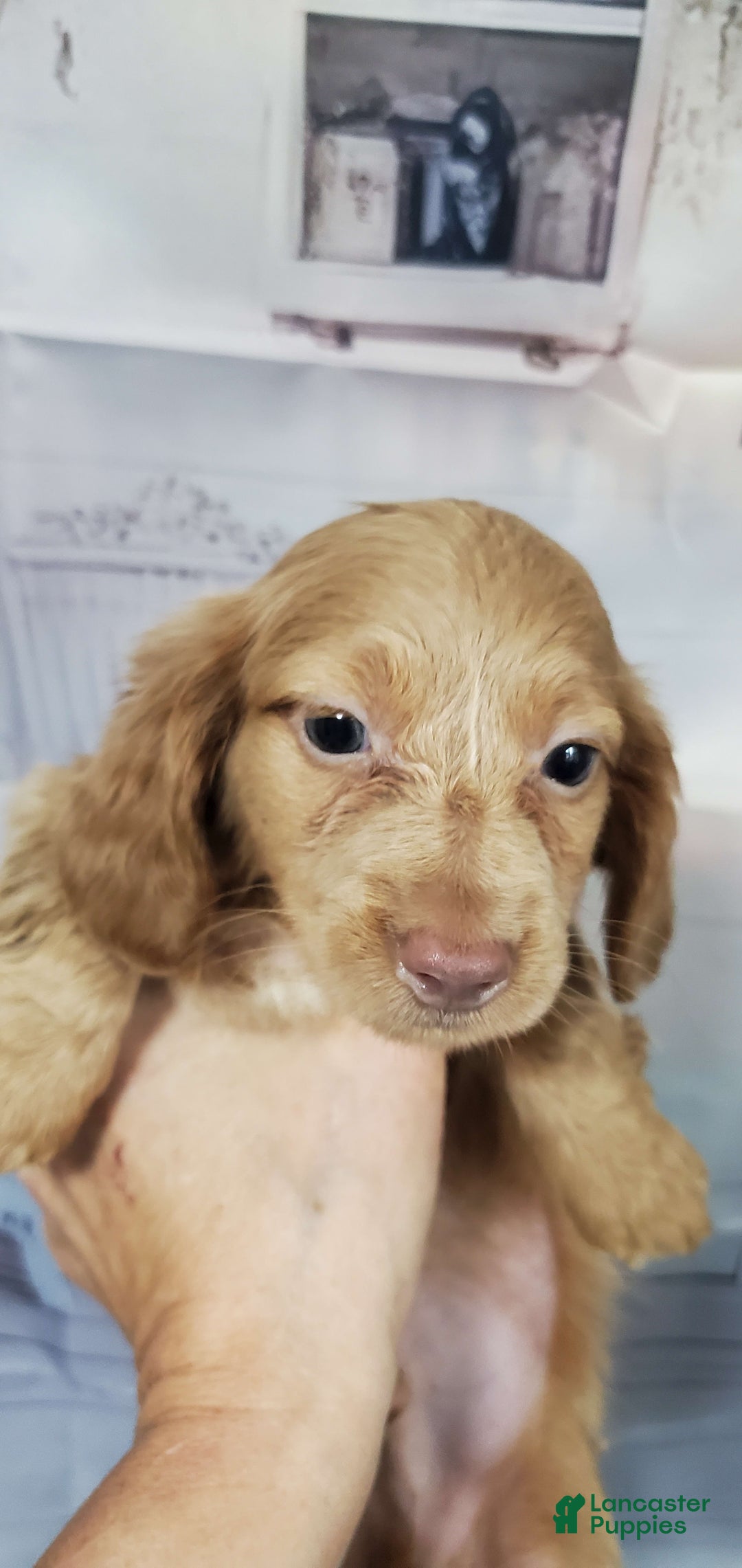 Miniature Dachshund dogs for sale: Pierce - Image 2