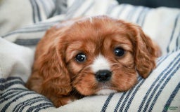 Cavalier King Charles Spaniel dogs for sale: Clifford - Image 36