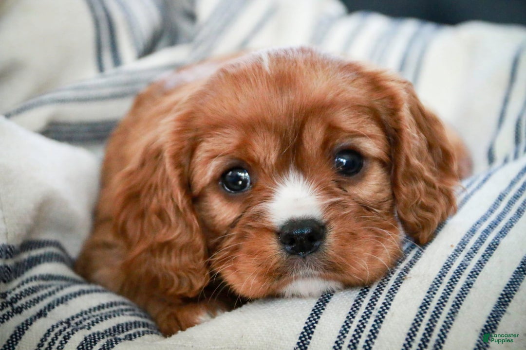 Cavalier King Charles Spaniel dogs for sale: Clifford - Image 36