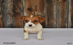 Jack Russell Terrier dogs for sale: Oscar - Image 3