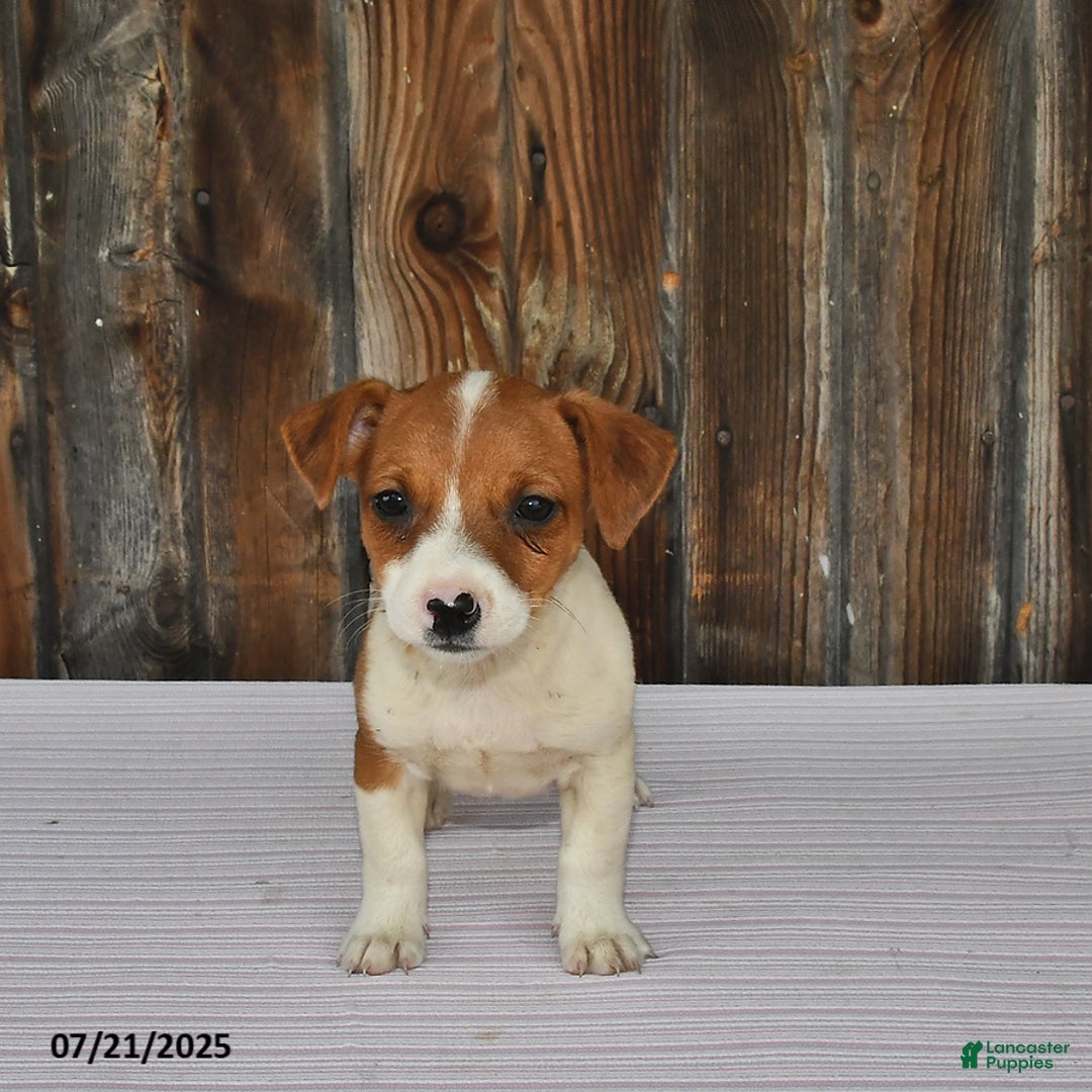 Jack Russell Terrier dogs for sale: Oscar - Image 3
