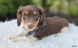 Miniature Dachshund dogs for sale: Tinker - Image 1