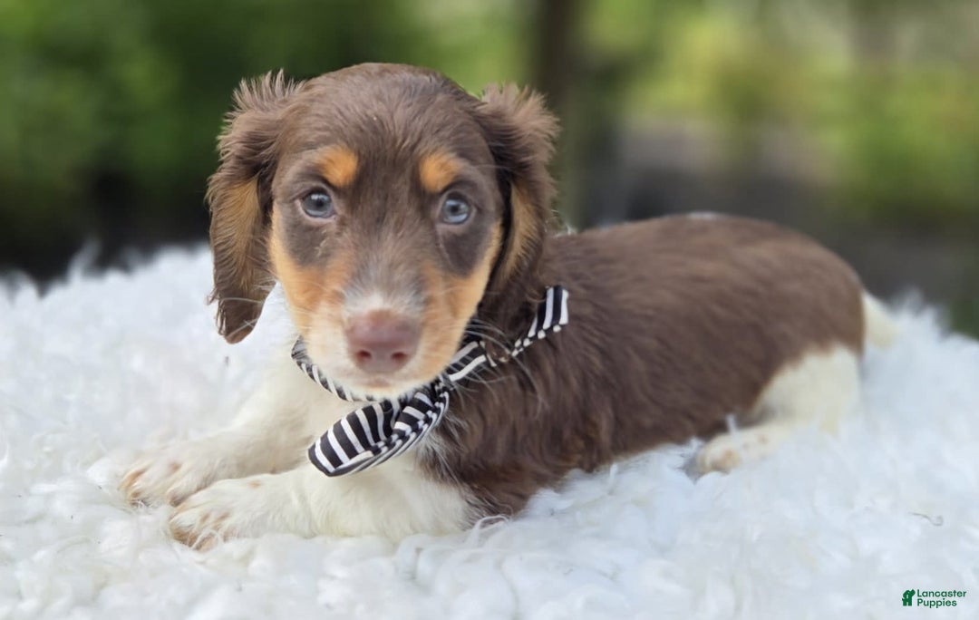 Miniature Dachshund dogs for sale: Tinker - Image 1
