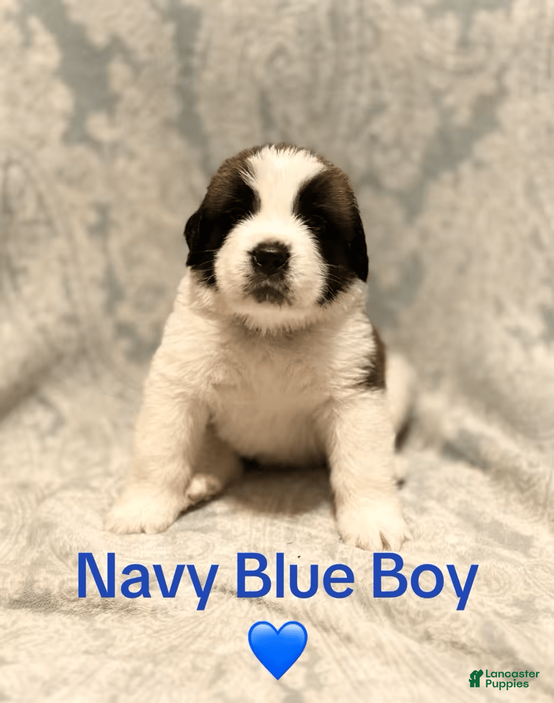 Saint Bernard dogs for sale: 14 Saints Available - Image 6