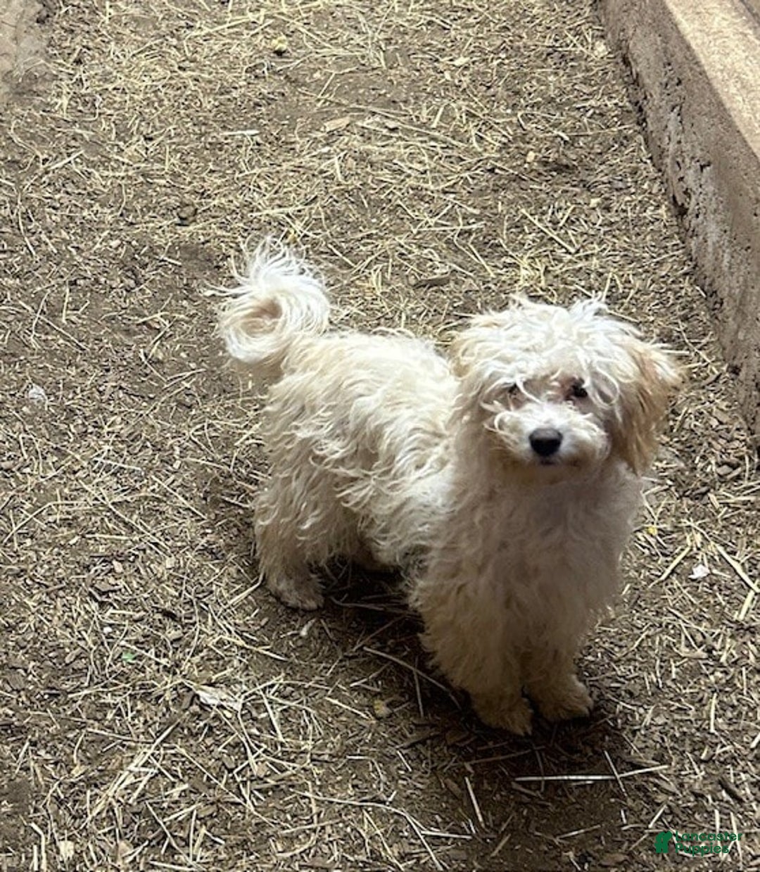 Cavapoo dogs for sale: Blue - Image 3