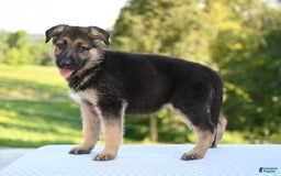 German Shepherd dogs for sale: Mackenzie - Image 4