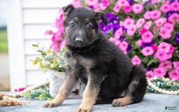 German Shepherd dogs for sale: Sally - Image 3