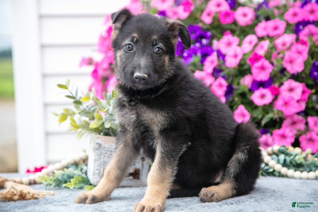 German Shepherd dogs for sale: Sally - Image 3