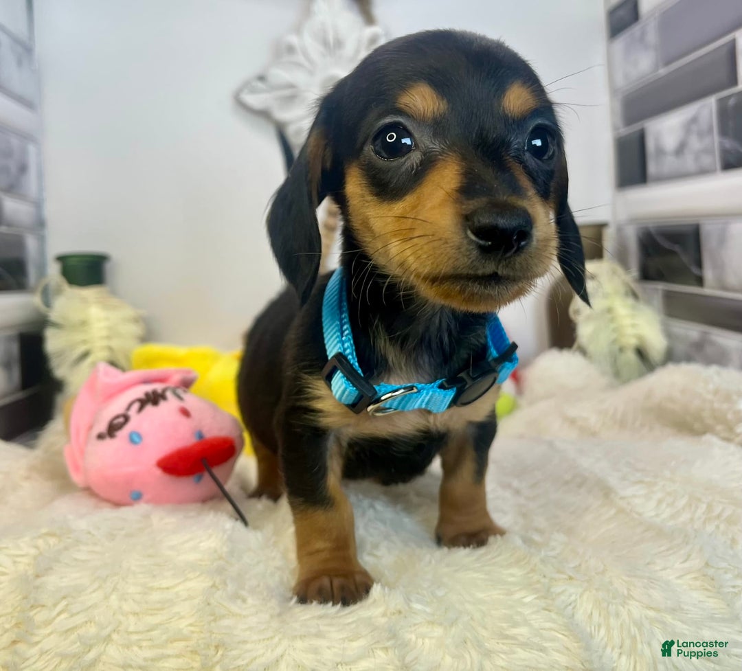 Miniature Dachshund dogs for sale: Jimmy - Image 9