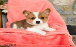 Welsh Corgi Pembroke dogs for sale: Vera Akc - Image 5