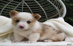 Welsh Corgi Pembroke dogs for sale: Thorne - Image 16