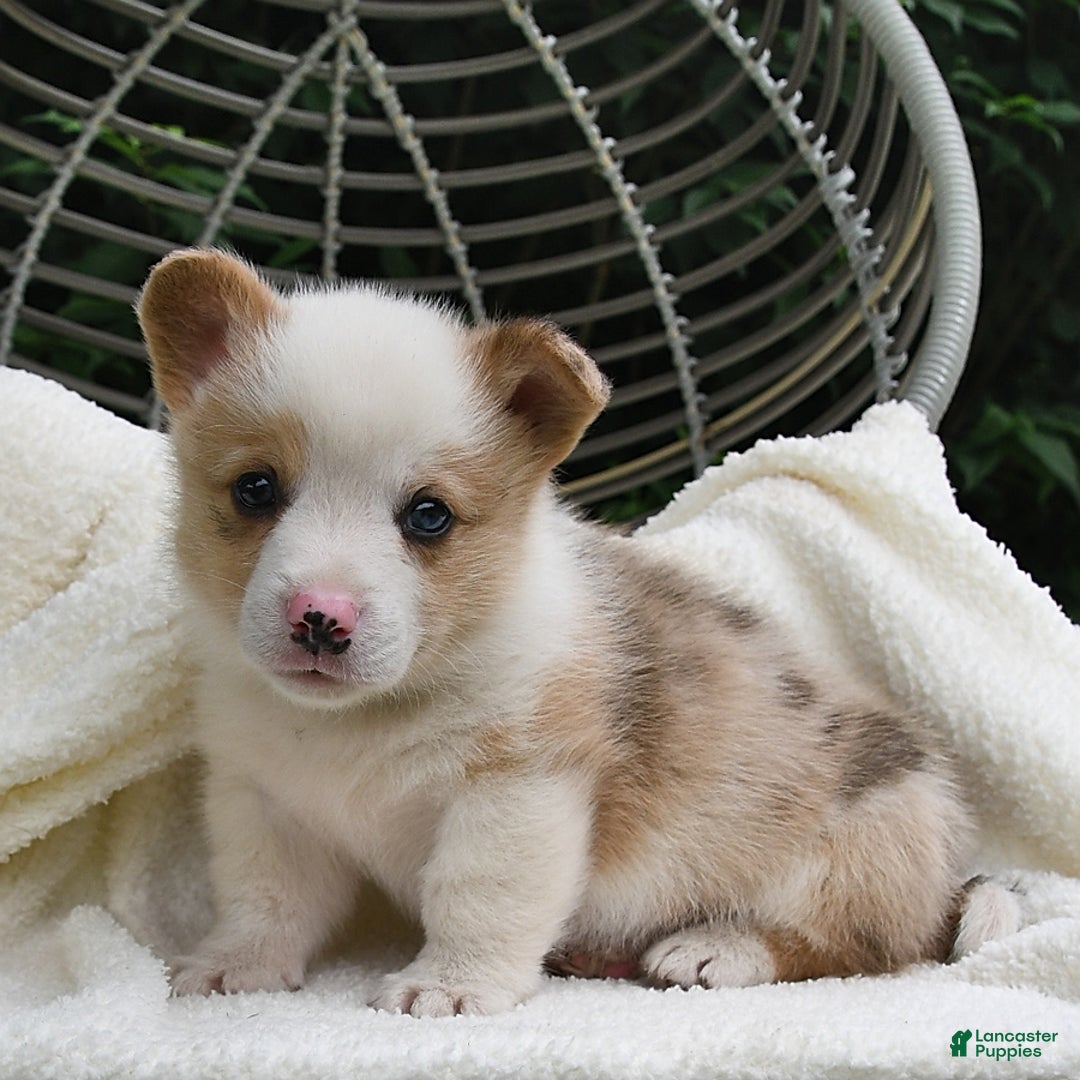 Welsh Corgi Pembroke dogs for sale: Thorne - Image 16