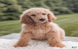 Standard Poodle dogs for sale: Champ-moyen Poodle - Image 4