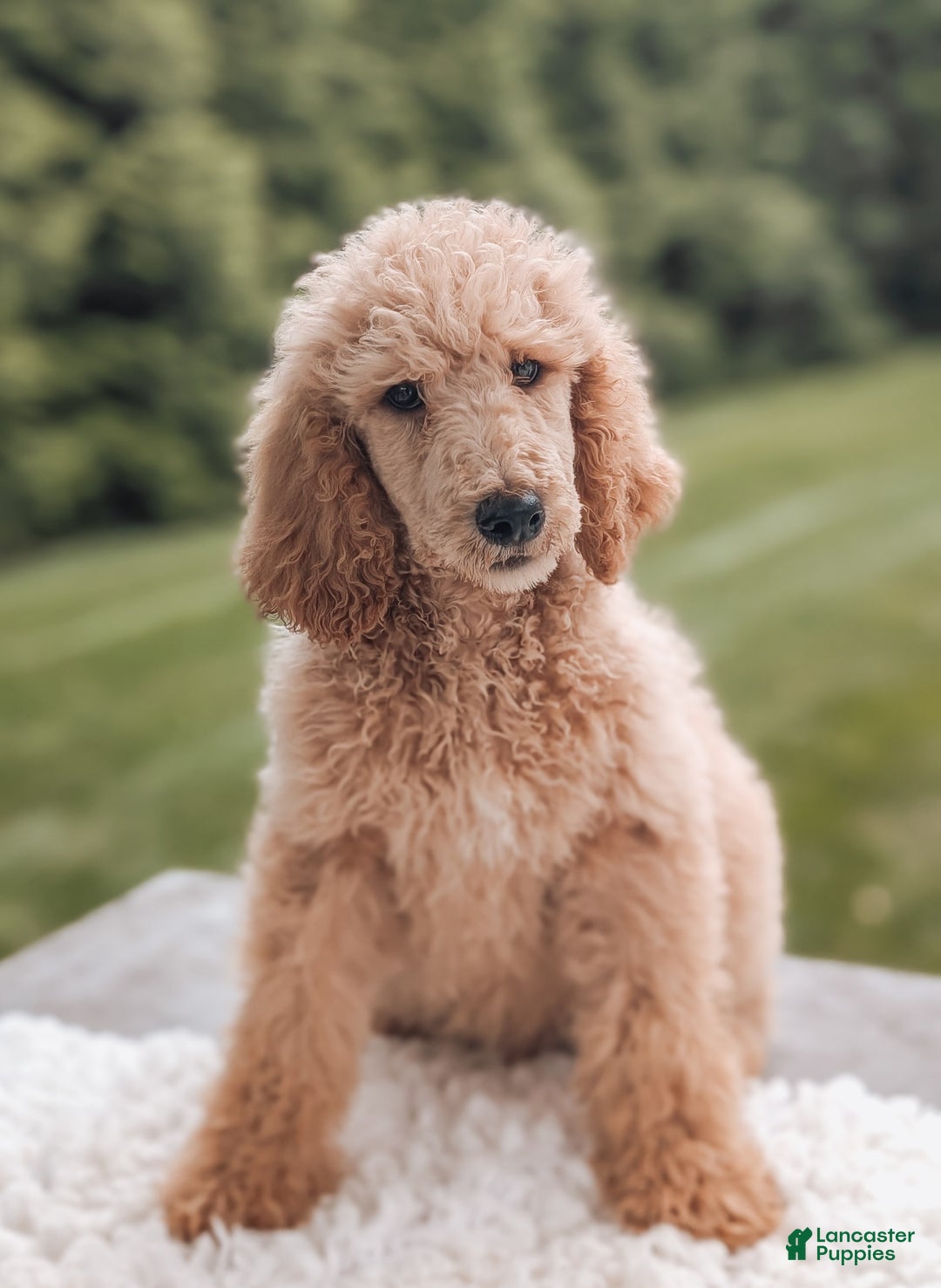 Standard Poodle dogs for sale: Champ-moyen Poodle - Image 4