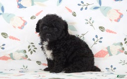 Toy Poodle dogs for sale: Brody - Image 4