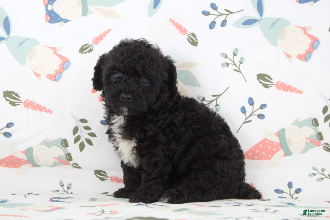 Toy Poodle dogs for sale: Brody - Image 4