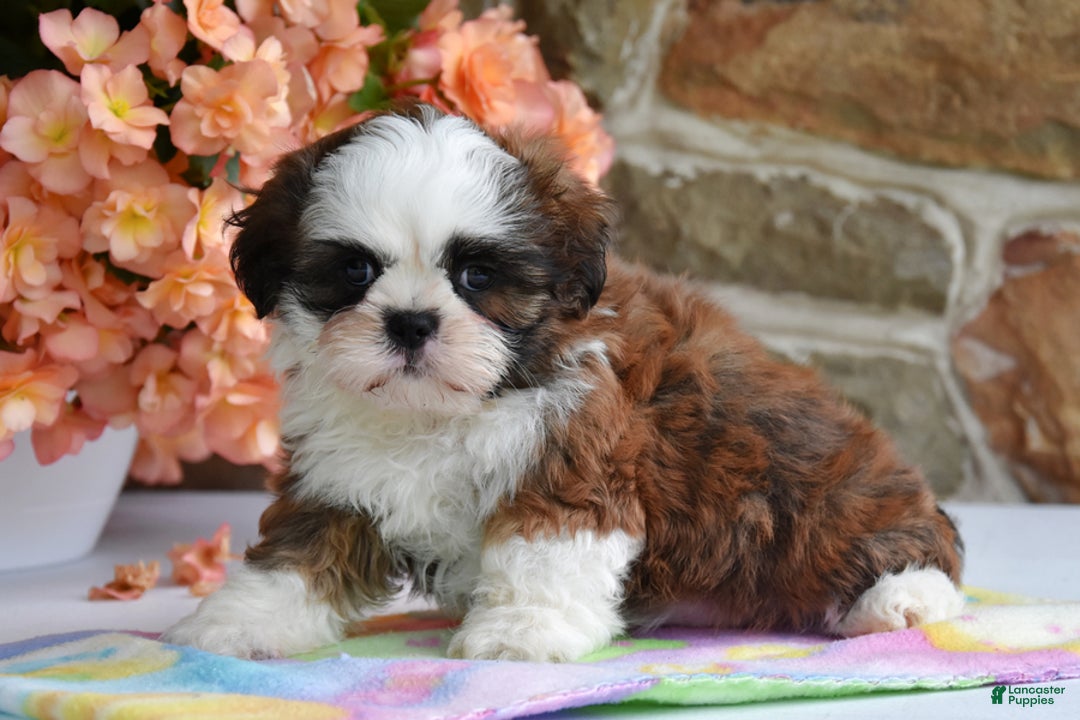 Shih Tzu dogs for sale: Rusty - Image 4
