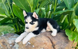 Siberian Husky dogs for sale: Rip - Image 4