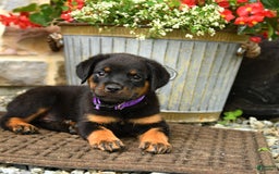 Rottweiler dogs for sale: Rottweiler 8 puppies - Image 15