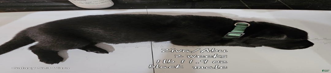 Black Male Dk Green Collar