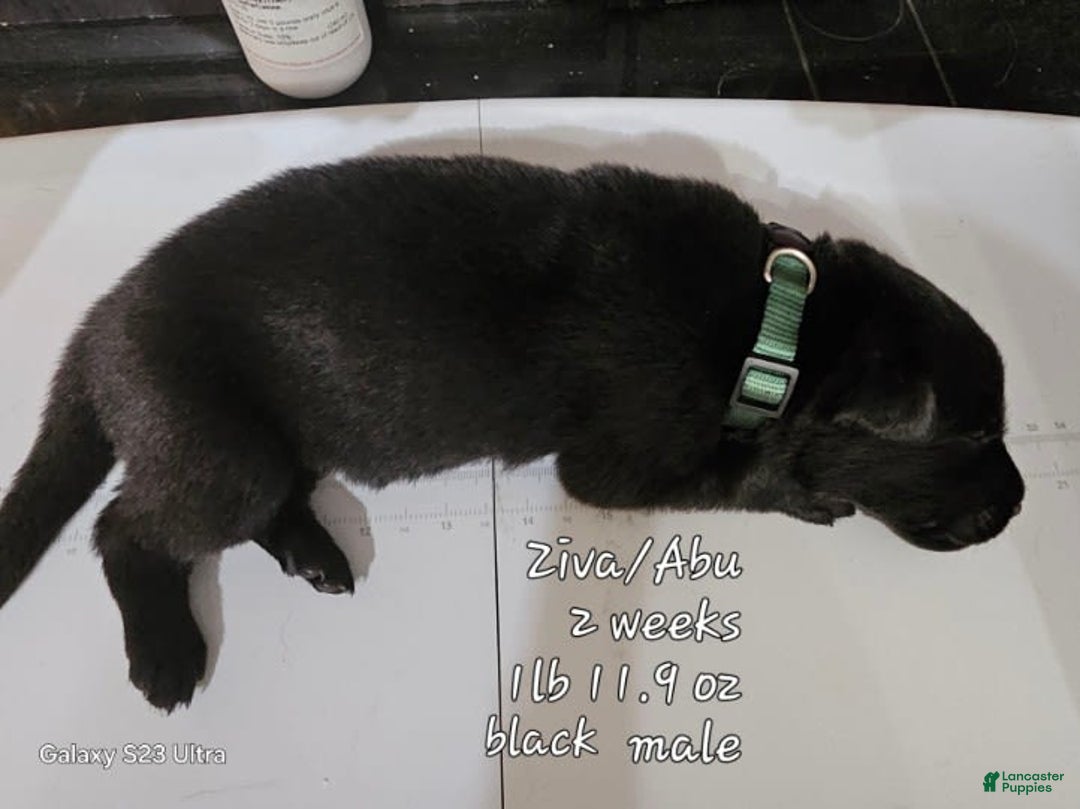 German Shepherd dogs for sale: Black Male Dk Green Collar - Image 1