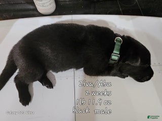 Black Male Dk Green Collar