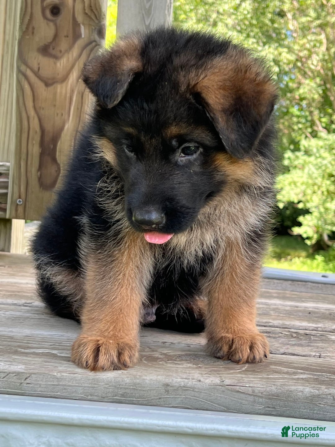 German Shepherd dogs for sale: Brown collar - Image 2