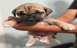 Cane Corso dogs for sale: Bingo - Image 2