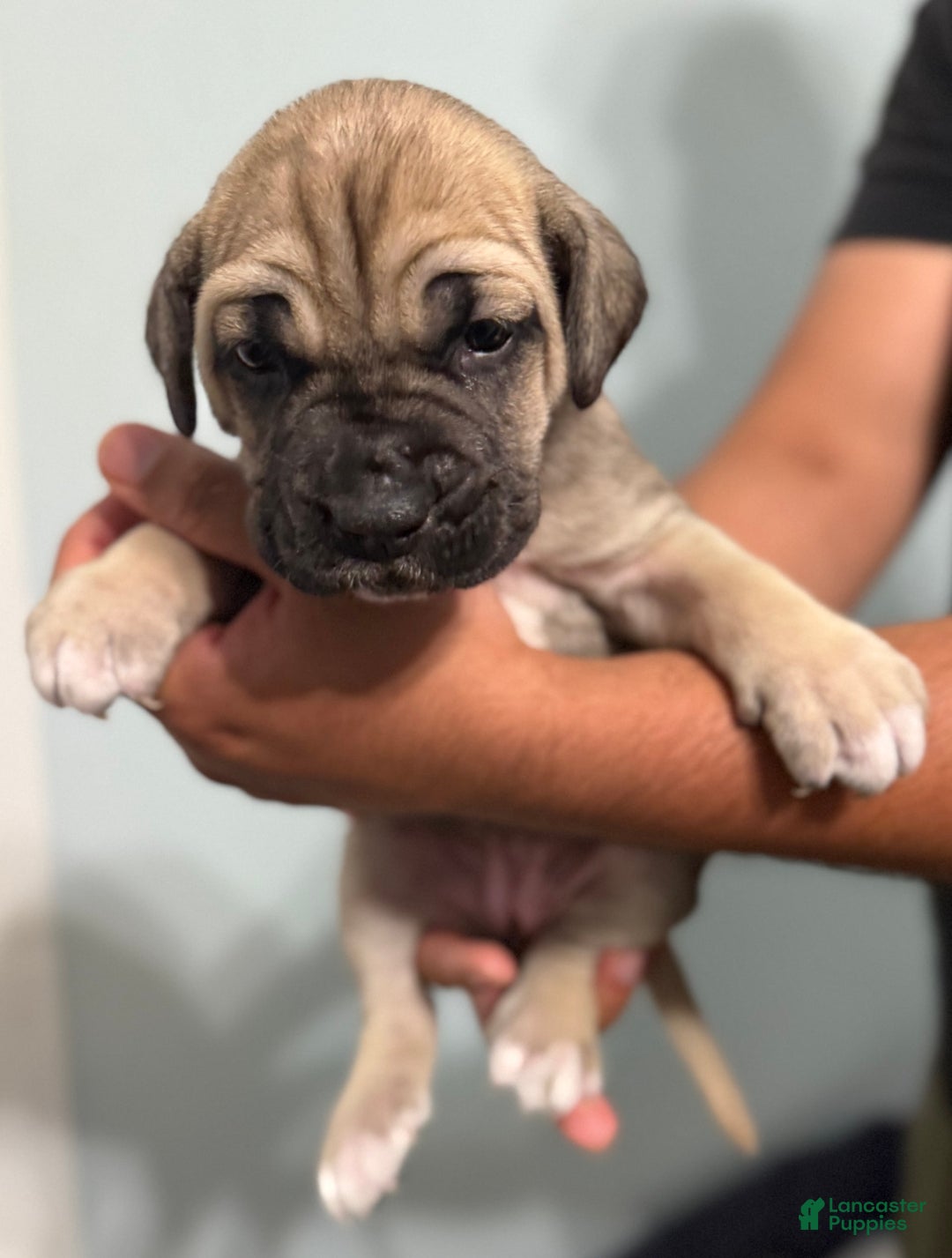Cane Corso dogs for sale: Bingo - Image 2