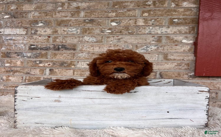  dogs for sale - Ad 1